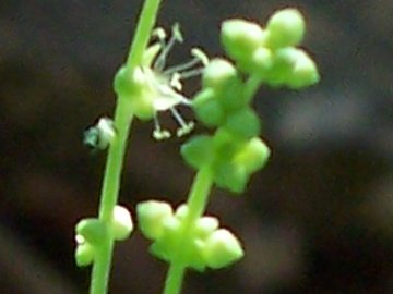 Mercurialis annua / Mercorella comune